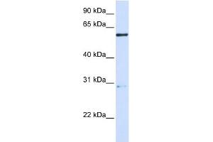 MANEA antibody used at 1 ug/ml to detect target protein.