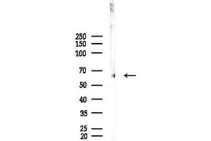 Western blot analysis of lysates from  cells(heat-shock,45 min treatment), using SRF Antibody at 1/1000 dilution.