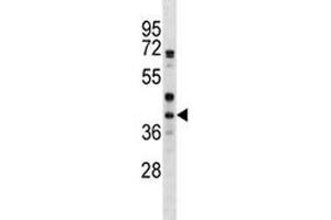 WNT6 antibody western blot analysis in HepG2 lysate (WNT6 anticorps  (AA 173-201))