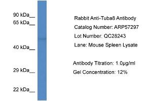 Western Blotting (WB) image for anti-Tubulin, alpha 8 (TUBA8) (N-Term) antibody (ABIN2787159) (TUBA8 anticorps  (N-Term))