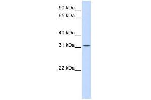 BCAS2 antibody used at 1 ug/ml to detect target protein. (BCAS2 anticorps  (Middle Region))
