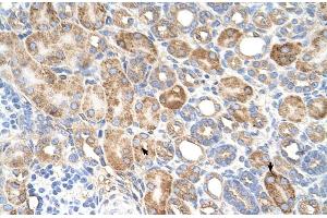 Human kidney (ALG11 anticorps  (C-Term))