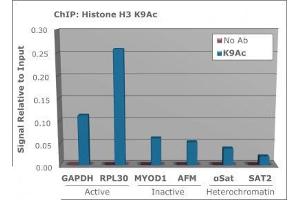 Chromatin Immunoprecipitation of Rabbit Anti-Histone H3 [ac Lys9] Antibody.