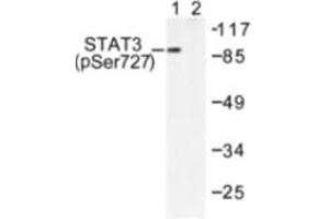 Image no. 1 for anti-Signal Transducer and Activator of Transcription 3 (Acute-Phase Response Factor) (STAT3) (pSer727) antibody (ABIN318126) (STAT3 anticorps  (pSer727))