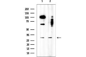 Western blot analysis of lysates from various samples, using U1A Mouse Monoclonal Antibody at 1/1000 dilution.