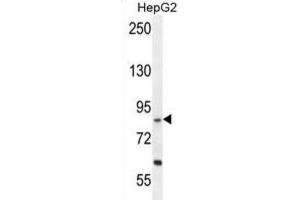 Western Blotting (WB) image for anti-Exocyst Complex Component 3-Like 1 (EXOC3L1) antibody (ABIN2996117) (EXOC3L1 anticorps)