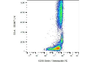 Flow cytometry analysis (surface staining) of human peripheral blood cells with anti-CD58 (MEM-63) biotin / streptavidin-PE. (CD58 anticorps  (Biotin))