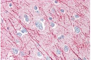 Anti-SRPX2 antibody  ABIN960819 IHC staining of human brain, cortex.