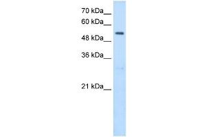 SHMT2 antibody used at 2. (SHMT2 anticorps)