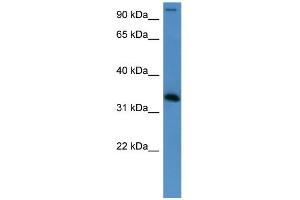 WB Suggested Anti-HADH Antibody Titration: 0. (HADH anticorps  (Middle Region))