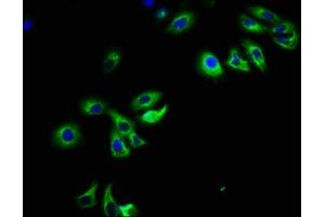 Immunofluorescence staining of HepG2 cells with ABIN7162667 at 1:108, counter-stained with DAPI. (PARD6B anticorps  (AA 253-372))
