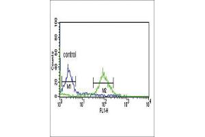 Flow Cytometry (FACS) image for anti-Enoyl-CoA Delta Isomerase 1 (ECI1) antibody (ABIN3003901)