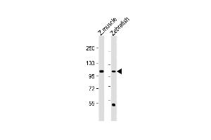 All lanes : Anti-(DANRE) heg Antibody (C-term) at 1:1000 dilution Lane 1: Zebrafish muscle lysate Lane 2: Zebrafish lysate Lysates/proteins at 20 μg per lane. (HEG1 anticorps  (C-Term))