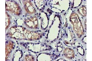 Immunohistochemical staining of paraffin-embedded Human Kidney tissue using anti-PDLIM2 mouse monoclonal antibody. (PDLIM2 anticorps)