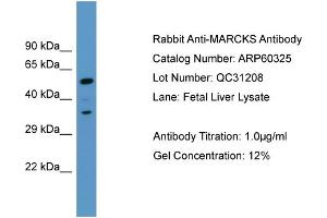Western Blotting (WB) image for anti-Myristoylated Alanine-Rich Protein Kinase C Substrate (MARCKS) (C-Term) antibody (ABIN786131) (MARCKS anticorps  (C-Term))