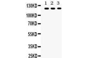 Anti- TLR7 Picoband antibody, Western blotting All lanes: Anti TLR7  at 0. (TLR7 anticorps  (C-Term))