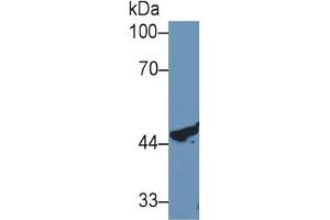 Rabbit Detection antibody from the kit in WB with Positive Control: Human MCF7 cell lysate. (Cathepsin D Kit ELISA)
