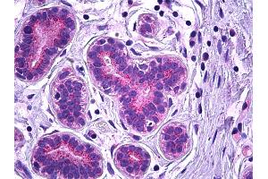 Anti-VPS35 antibody IHC of human breast, epithelium. (VPS35 anticorps  (AA 783-796))