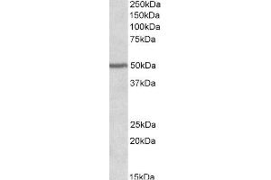 ABIN2564391 (0. (PAX1 anticorps  (AA 318-329))