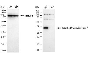 anti-Nth Endonuclease III-Like 1 (NTHL1) antibody