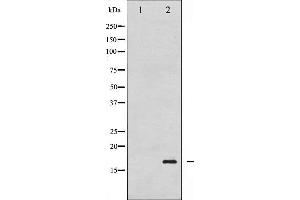 Western blot analysis of Histone H3. (Histone H3.1 anticorps  (pSer10))