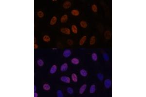 Immunofluorescence analysis of U-2 OS cells using WDHD1 antibody (ABIN7271351) at dilution of 1:100. (WDHD1 anticorps  (AA 830-1129))