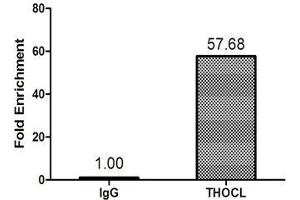 Chromatin Immunoprecipitation 293T (1. (THOC1 anticorps  (AA 428-657))