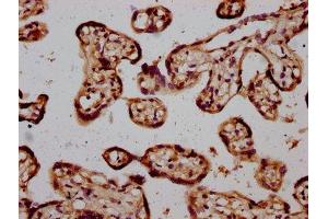 IHC image of ABIN7168574 diluted at 1:600 and staining in paraffin-embedded human placenta tissue performed on a Leica BondTM system. (STH anticorps  (AA 1-128))