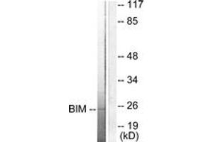 Western blot analysis of extracts from COS7 cells, using BIM Antibody. (BIM anticorps  (AA 1-50))