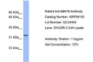 WB Suggested Anti-MAFB  Antibody Titration: 0. (MAFB anticorps  (Middle Region))