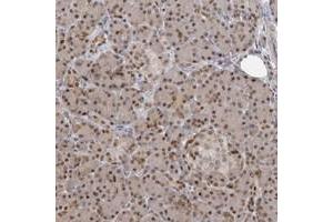Immunohistochemical staining of human pancreas with PMM1 polyclonal antibody  shows moderate nuclear positivity in exocrine glandular cells. (PMM1 anticorps)