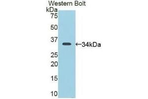 Detection of Recombinant CD163, Mouse using Polyclonal Antibody to Cluster Of Differentiation (CD163)