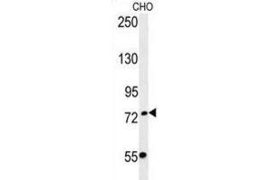Western Blotting (WB) image for anti-F-Box Protein 34 (FBXO34) antibody (ABIN3002414) (FBXO34 anticorps)