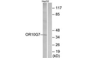 Western Blotting (WB) image for anti-Olfactory Receptor, Family 10, Subfamily G, Member 7 (OR10G7) (AA 234-283) antibody (ABIN2891110) (OR10G7 anticorps  (AA 234-283))