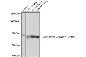 Western blot analysis of extracts of various cell lines, using Monoamine Oxidase A (MAOA) (MAOA) Rabbit mAb (ABIN1682632, ABIN3018542, ABIN3018543 and ABIN7101625) at 1:1000 dilution. (Monoamine Oxidase A anticorps)