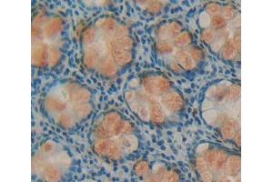 IHC-P analysis of rectum tissue, with DAB staining. (DPP3 anticorps  (AA 2-261))