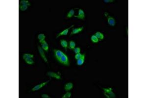 Immunofluorescent analysis of Hela cells using ABIN7160870 at dilution of 1:100 and Alexa Fluor 488-congugated AffiniPure Goat Anti-Rabbit IgG(H+L)