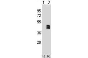 Western blot analysis of DUSP6 antibody and 293 cell lysate either nontransfected (Lane 1) or transiently transfected (2) with the DUSP6 gene.
