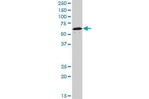 NR1D1 monoclonal antibody (M02), clone 4F6.