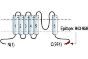 Representative domain view of the target of ABIN7885583.