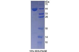 SDS-PAGE analysis of Rat AGTR1 Protein. (Angiotensin II Type-1 Receptor Protéine)