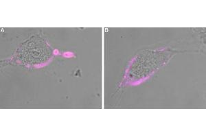 Expression of GABA(A) ε Receptor in rat  MG cellsCell surface detection of GABA(A) ε Receptor in intact living rat  MG cells.