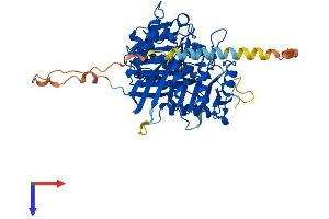 AlphaFold protein structure predicition of Human Recombinant PLD4 Protein, UniprotID Q96BZ4