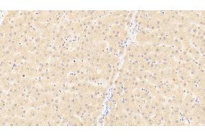 anti-CD40 Ligand (CD40LG) (AA 1-261) antibody