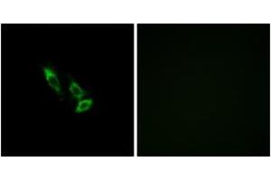 Immunofluorescence analysis of A549 cells, using OR10V1 Antibody. (OR10V1 anticorps  (AA 161-210))