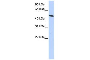 PDIA6 antibody used at 1 ug/ml to detect target protein. (PDIA6 anticorps  (Middle Region))