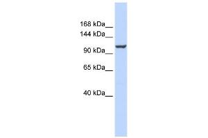 ATP2B4 antibody used at 1 ug/ml to detect target protein. (ATP2B4 anticorps  (Middle Region))
