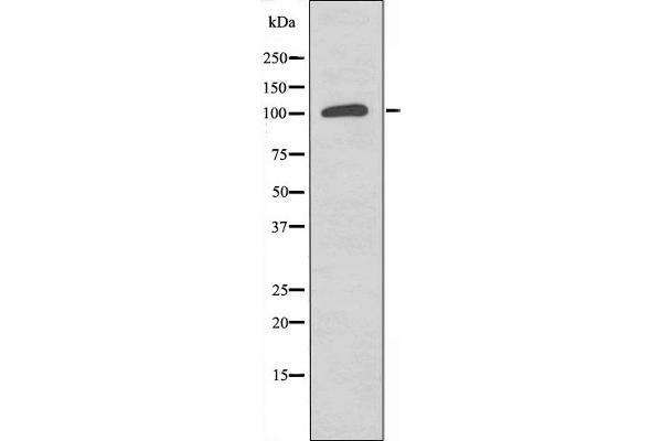 NEMF Antikörper  (C-Term)