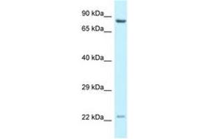 Image no. 1 for anti-Nuclear Receptor Coactivator 4 (NCOA4) (AA 509-558) antibody (ABIN6747719) (NCOA4 anticorps  (AA 509-558))