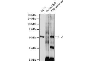 Immunoprecipitation analysis of 300 μg extracts of SH-SY5Y cells using 3 μg FTO antibody (ABIN6131655, ABIN6140795, ABIN6140796 and ABIN6218529). (FTO anticorps  (AA 416-505))